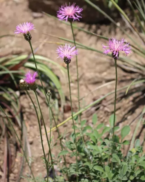 Centaurea bella, Schöne Flockenblume