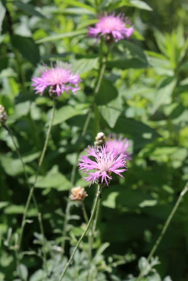 Centaurea bella, Schöne Flockenblume