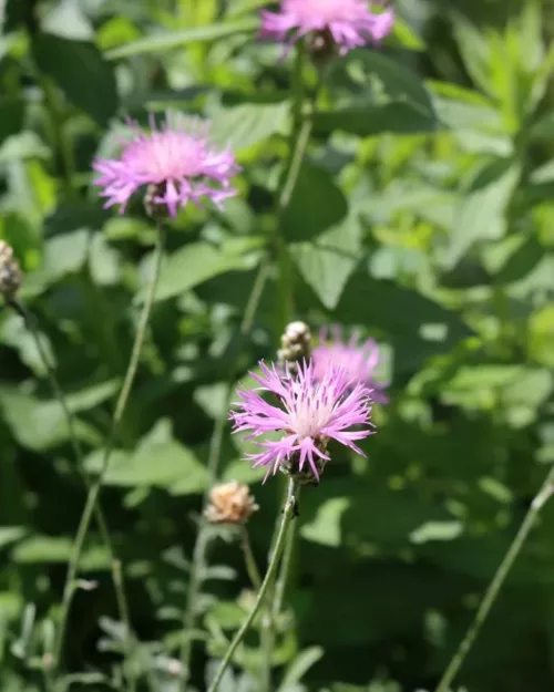 Centaurea bella, Schöne Flockenblume