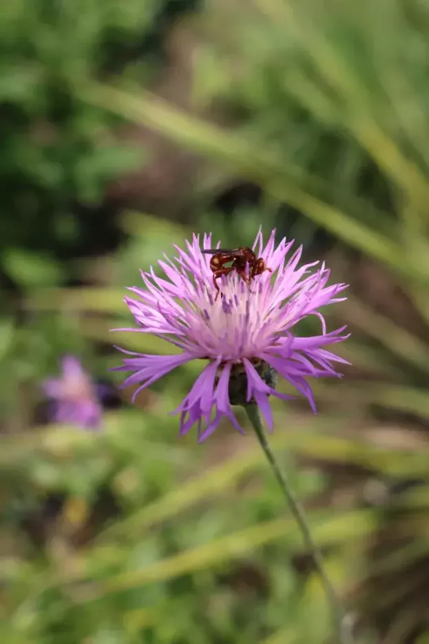 Centaurea bella, Schöne Flockenblume