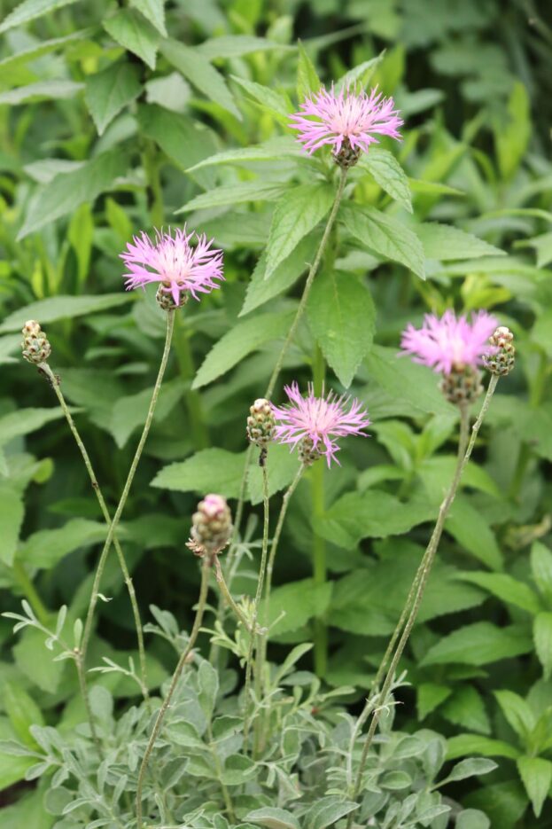 Centaurea bella, Schöne Flockenblume