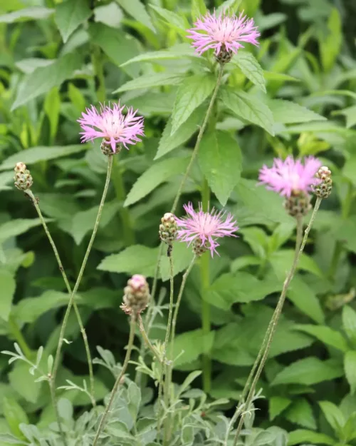 Centaurea bella, Schöne Flockenblume