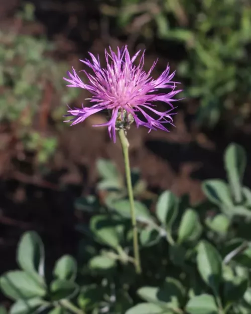 Centaurea bella, Schöne Flockenblume