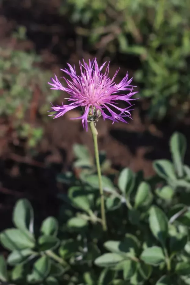 Centaurea bella, Schöne Flockenblume