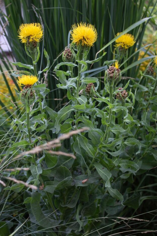Centaurea macrocarpa, Riesenflockenblume