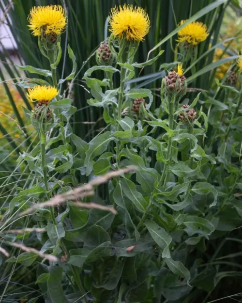 Centaurea macrocarpa, Riesenflockenblume