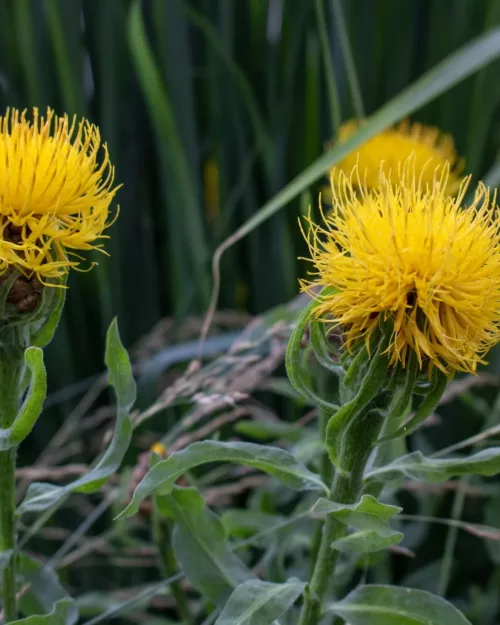 Centaurea macrocarpa, Riesenflockenblume