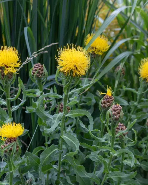 Centaurea macrocarpa, Riesenflockenblume