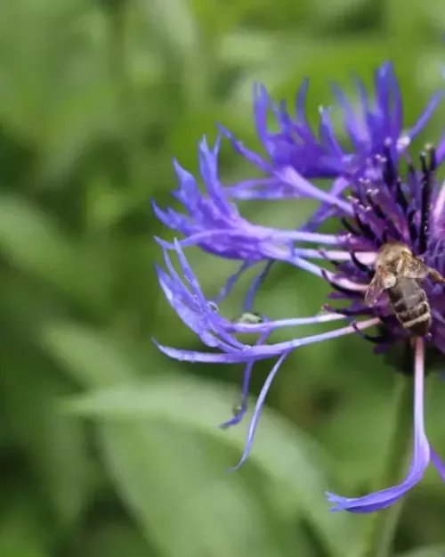 Centaurea montana, Berg-Flockenblume