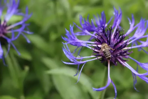 Centaurea montana, Berg-Flockenblume