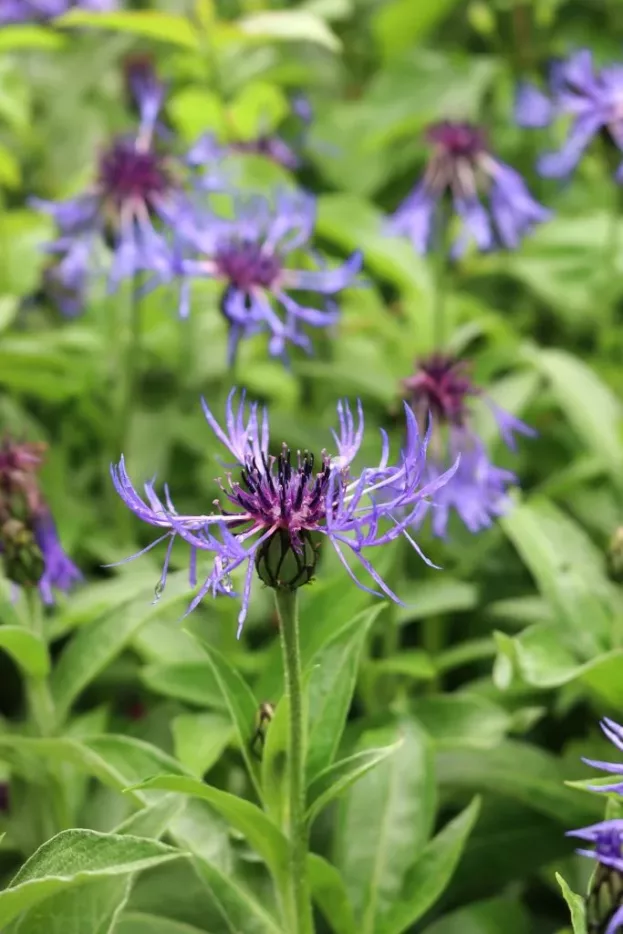 Centaurea montana, Berg-Flockenblume