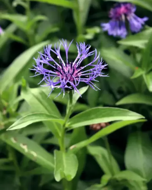 Centaurea montana, Berg-Flockenblume