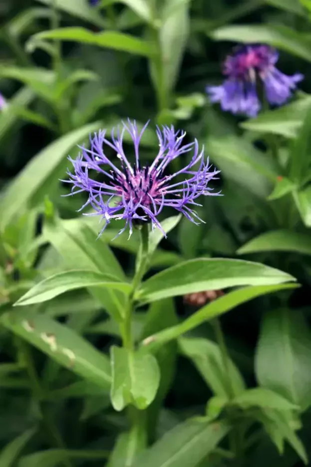 Centaurea montana, Berg-Flockenblume