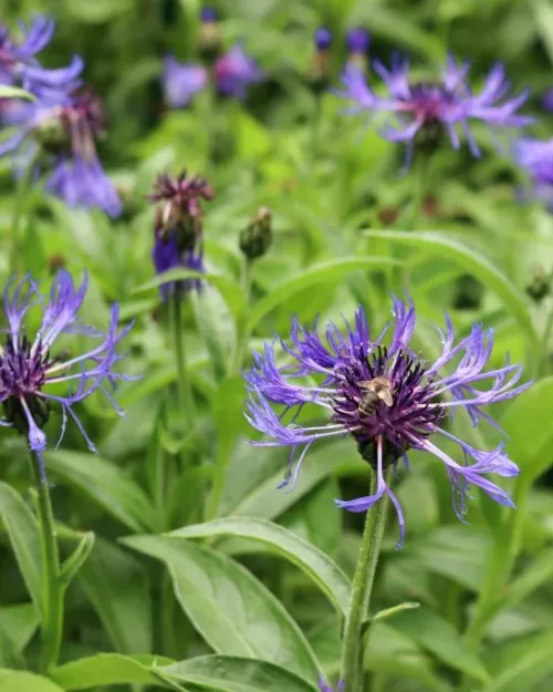 Centaurea montana, Berg-Flockenblume