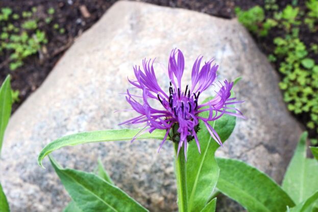 Centaurea montana - Bergflockenblume