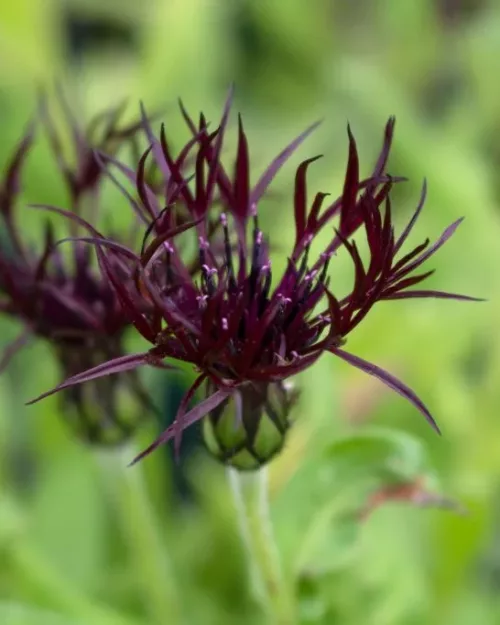Centaurea montana 'Black Sprite' - Berg-Flockenblume