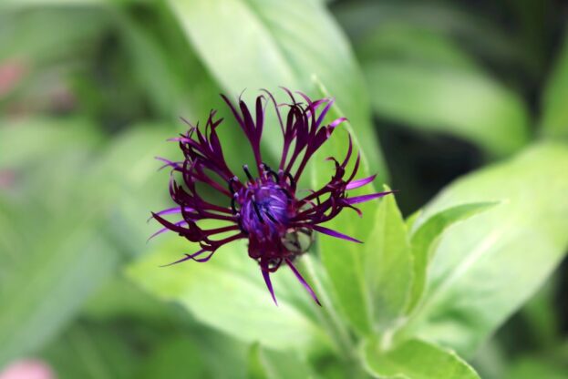 Centaurea montana Black Sprite - Bergflockenblume