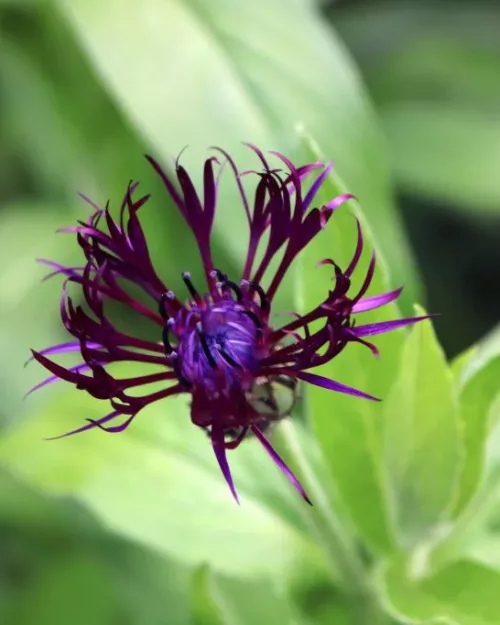 Centaurea montana Black Sprite - Bergflockenblume