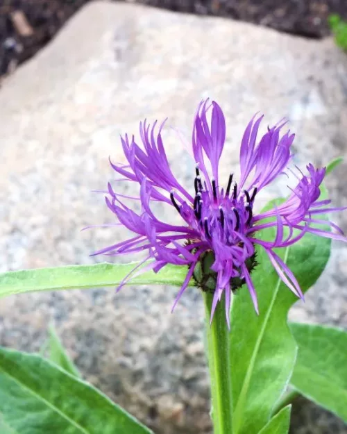Centaurea montana - Bergflockenblume