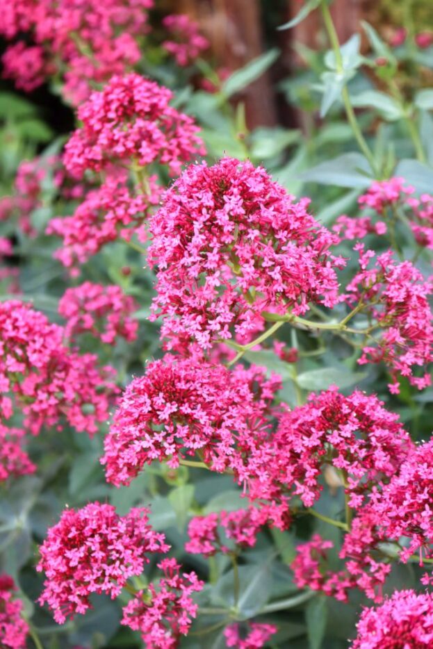 Centranthus ruber 'Coccineus', Rote Spornblume