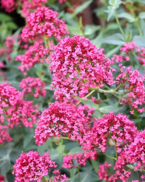 Centranthus ruber 'Coccineus', Rote Spornblume