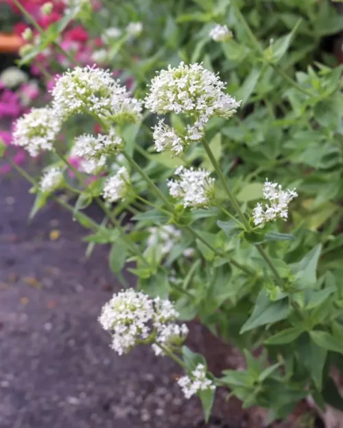 Centranthus ruber 'Albus', Weiße Spornblume