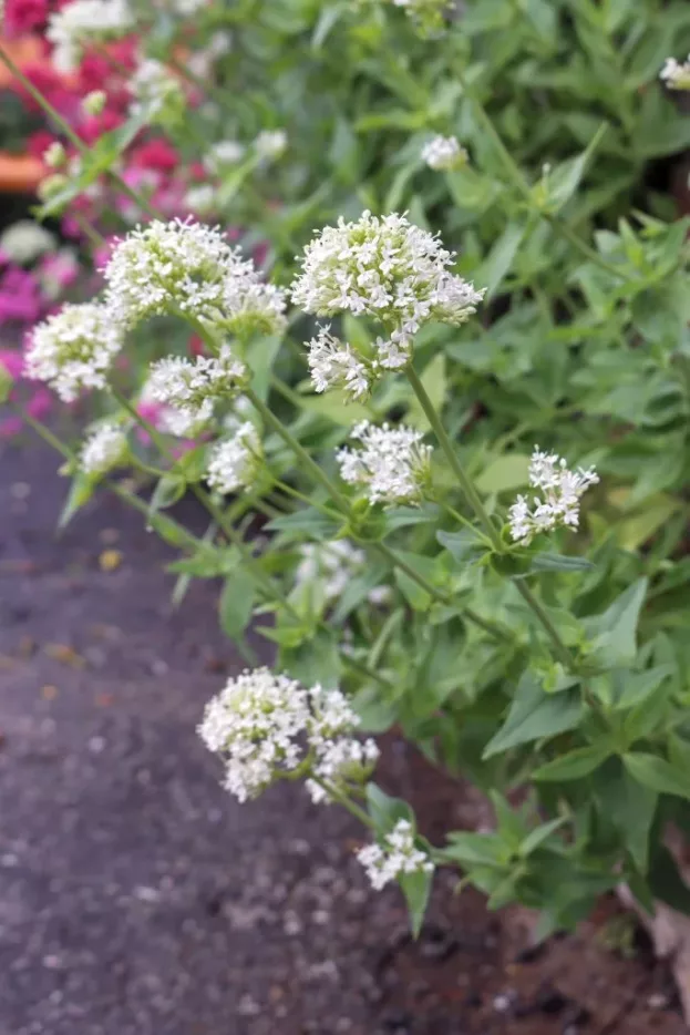 Centranthus ruber 'Albus', Weiße Spornblume