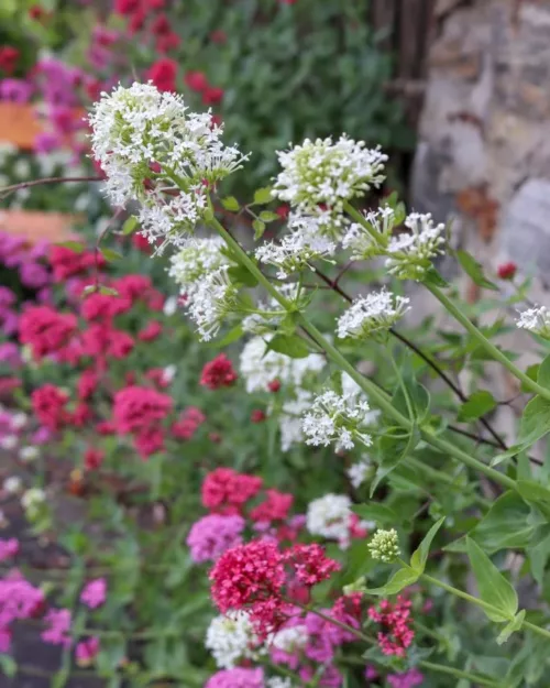 Centranthus ruber 'Albus', Weiße Spornblume