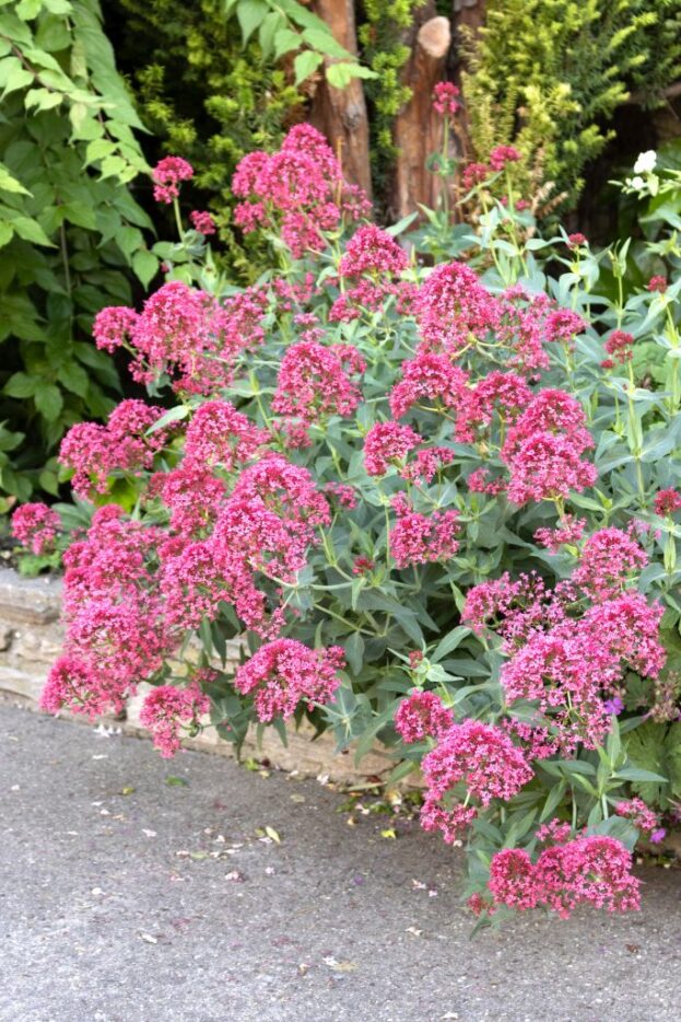 Centranthus ruber 'Coccineus', Rote Spornblume