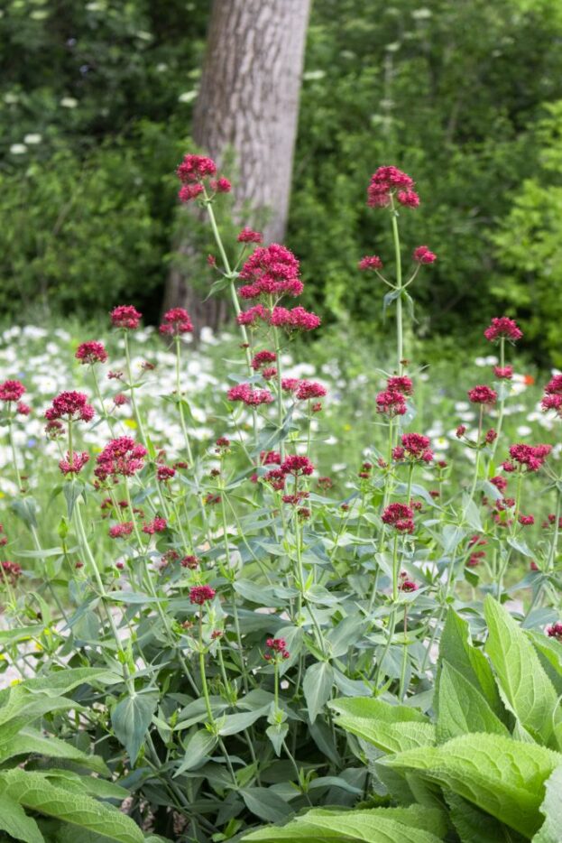 Centranthus ruber 'Coccineus', Rote Spornblume