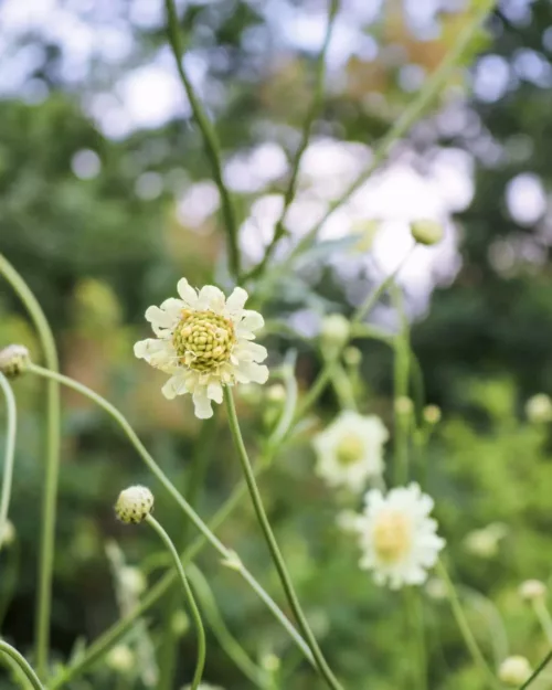 Cephalaria gigantea, Riesen-Schuppenkopf