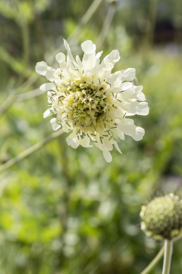 Cephalaria gigantea, Riesen-Schuppenkopf