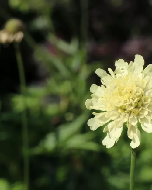 Cephalaria gigantea, Riesen-Schuppenkopf