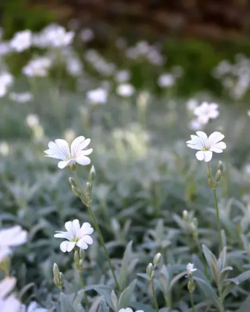 Cerastium tomentosum, Hornkraut