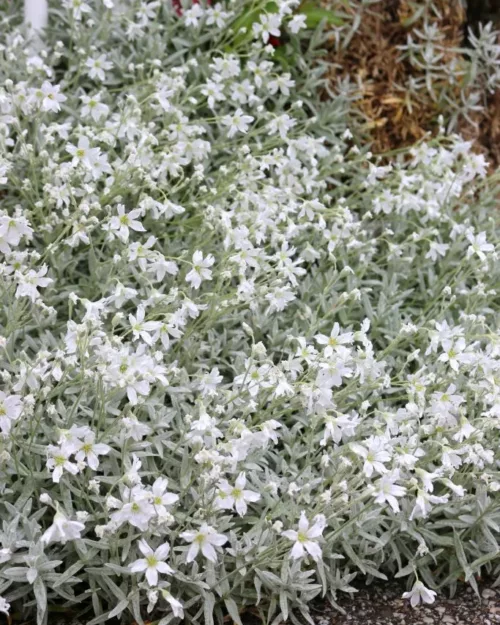 Cerastium tomentosum, Hornkraut