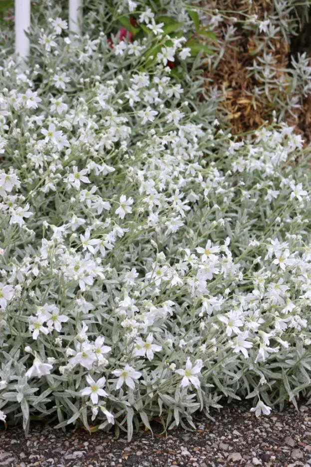 Cerastium tomentosum, Hornkraut