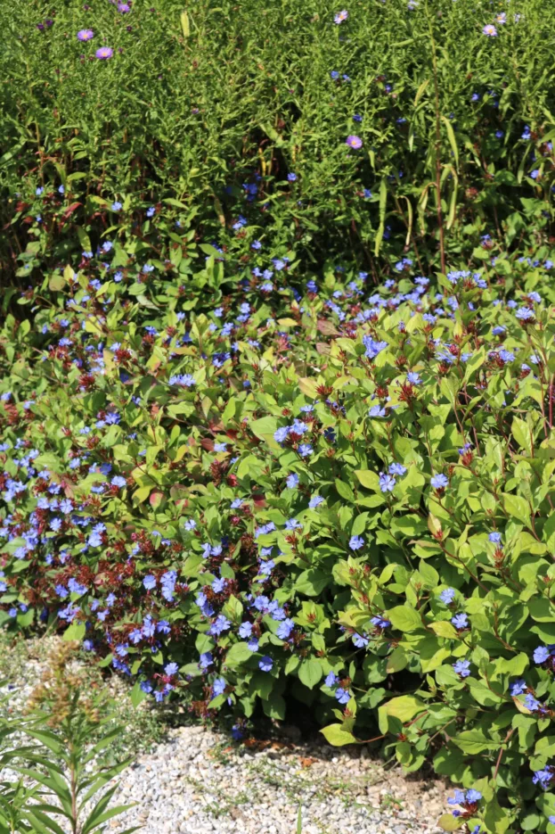 Ceratostigma plumbaginoides 1 1