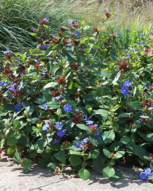 Ceratostigma plumbaginoides, Bleiwurz