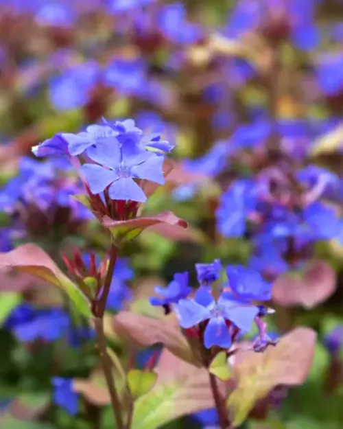 Ceratostigma plumbaginoides, Bleiwurz