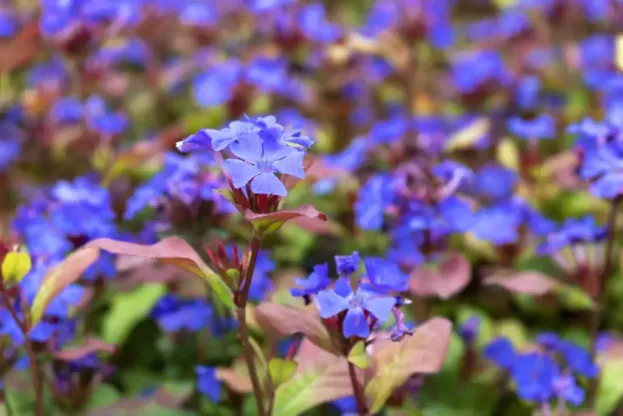 Ceratostigma plumbaginoides, Bleiwurz