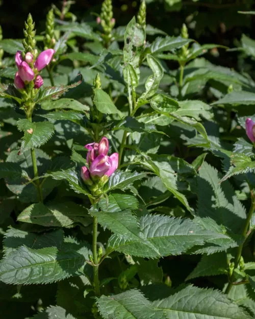 Chelone obliqua, Schlangenkopf, Schildblume