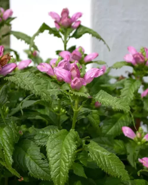 Chelone obliqua, Schlangenkopf, Schildblume