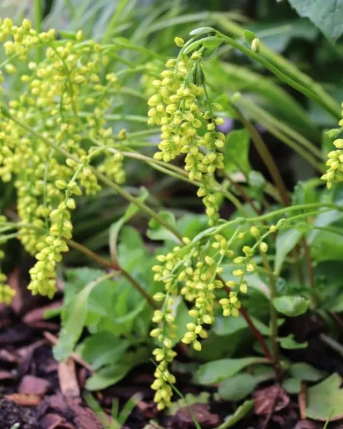 Chiastophyllum oppositifolium, Goldtröpfchen