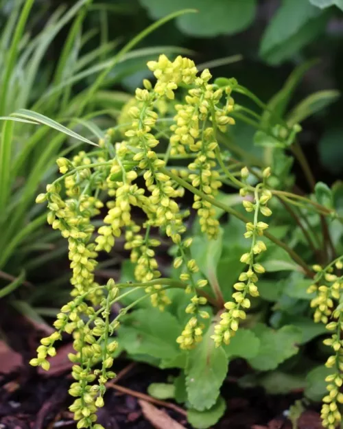 Chiastophyllum oppositifolium, Goldtröpfchen