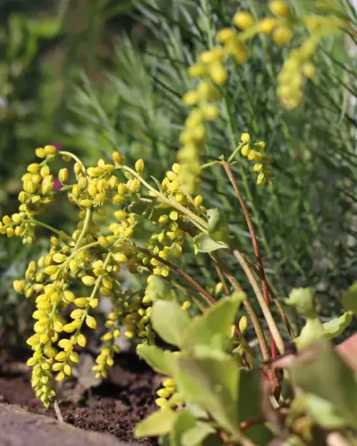 Chiastophyllum oppositifolium, Goldtröpfchen