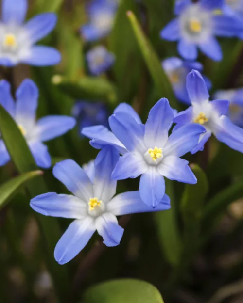 Chionodoxa luciliae, Schneestolz, Schneeglanz
