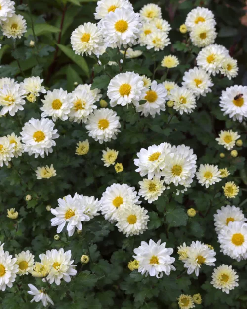 Chrysanthemum, Garten-Chrysantheme 'Poesie'