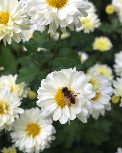 Chrysanthemum, Garten-Chrysantheme 'Poesie'