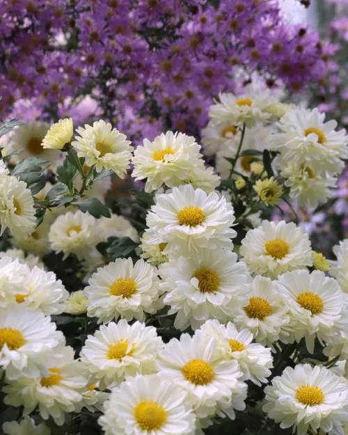 Chrysanthemum, Garten-Chrysantheme 'Poesie'