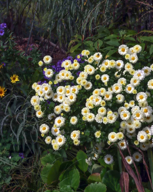 Chrysanthemum, Garten-Chrysantheme 'Poesie'